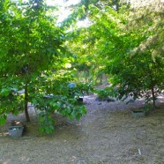 Favorite Plants: Illinois Everbearing Mulberry