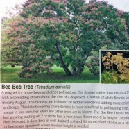 Bee Bee Tree: Adding this to planting wish list