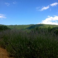 Mountain Farm—South Toe Valley, Burnsville, North Carolina