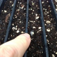 Kale germinated in 48hrs – Love it!