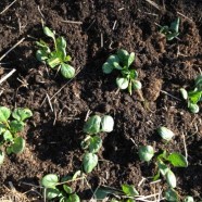 First spring veggies in the new garden