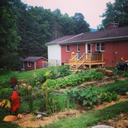 The veggie garden: Year One