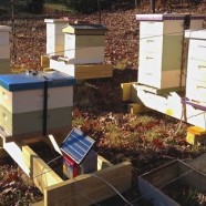 Bees Without Winter (yet…)